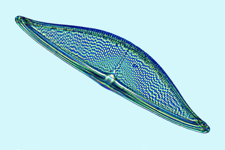 Amphora Amphora acuta